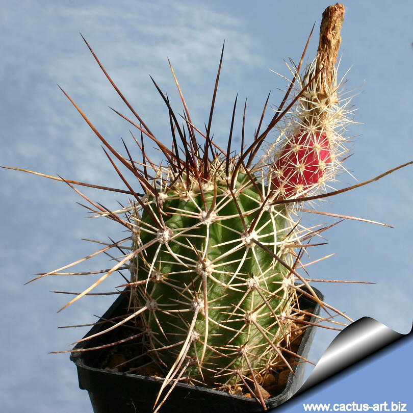 Echinocereus engelmannii